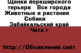 Щенки йоркширского терьера - Все города Животные и растения » Собаки   . Забайкальский край,Чита г.